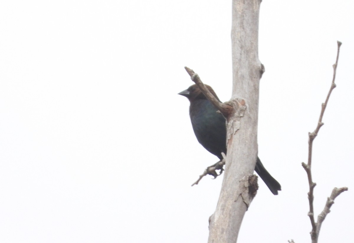 Brown-headed Cowbird - ML647691003