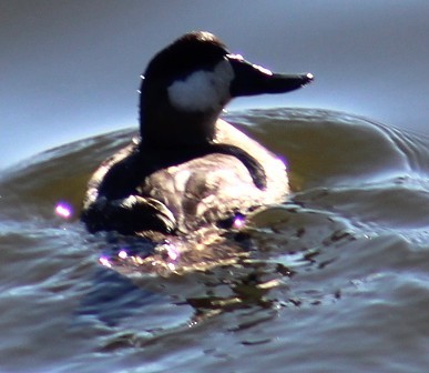 Schwarzkopf-Ruderente - ML647691018