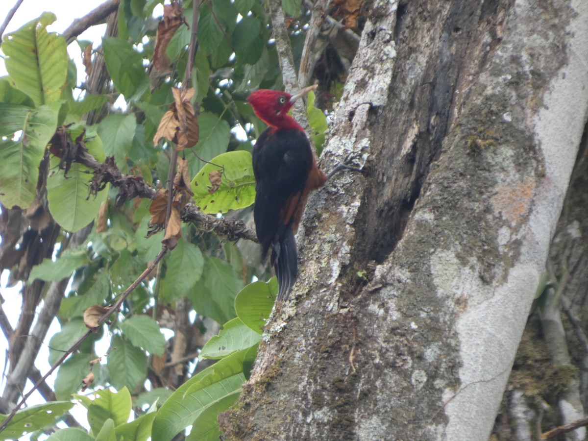 Red-necked Woodpecker - ML647691045