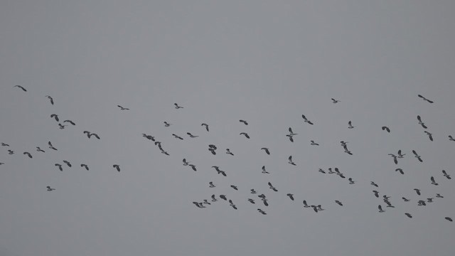 Pavoncella - ML647691056