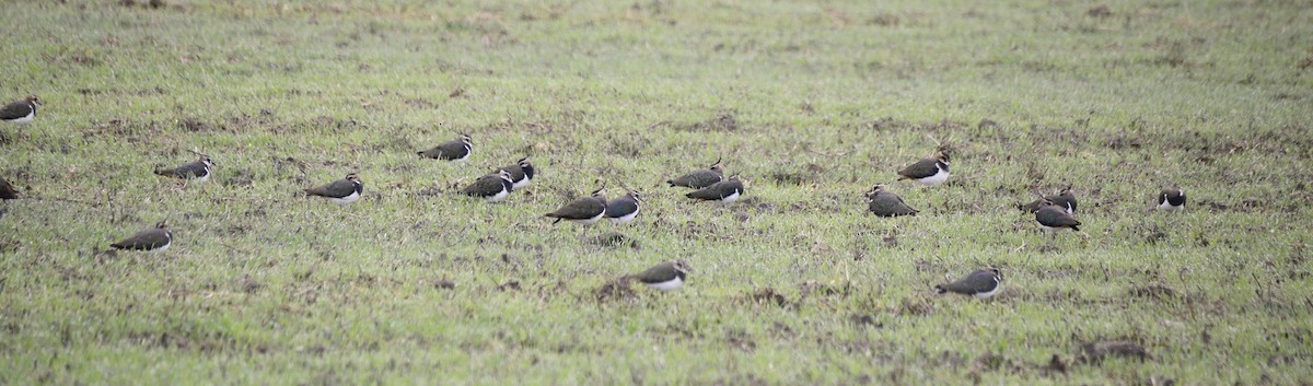 Northern Lapwing - ML647691104