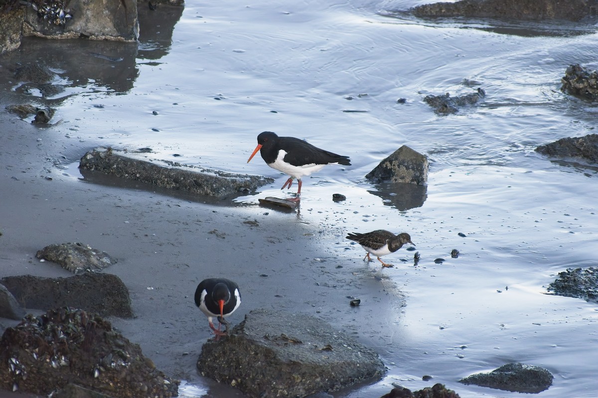Eurasian Oystercatcher - ML647691106
