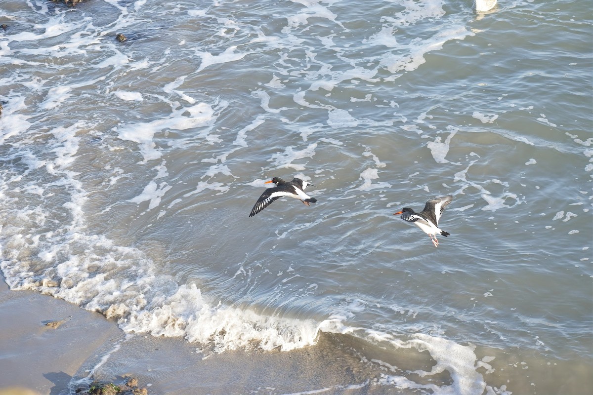 Eurasian Oystercatcher - ML647691107