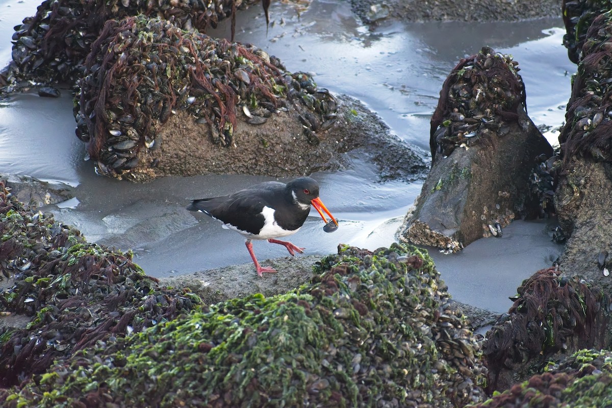 Eurasian Oystercatcher - ML647691109