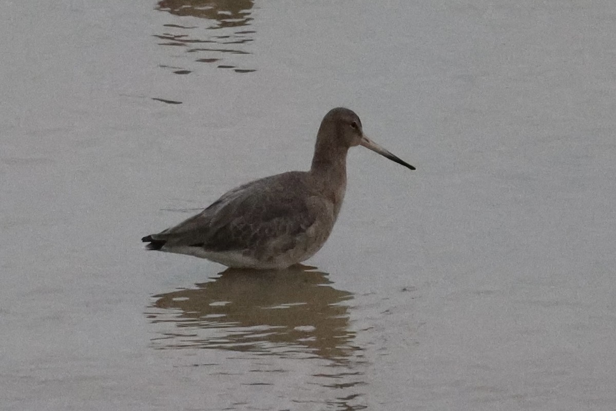 Black-tailed Godwit - ML647691112