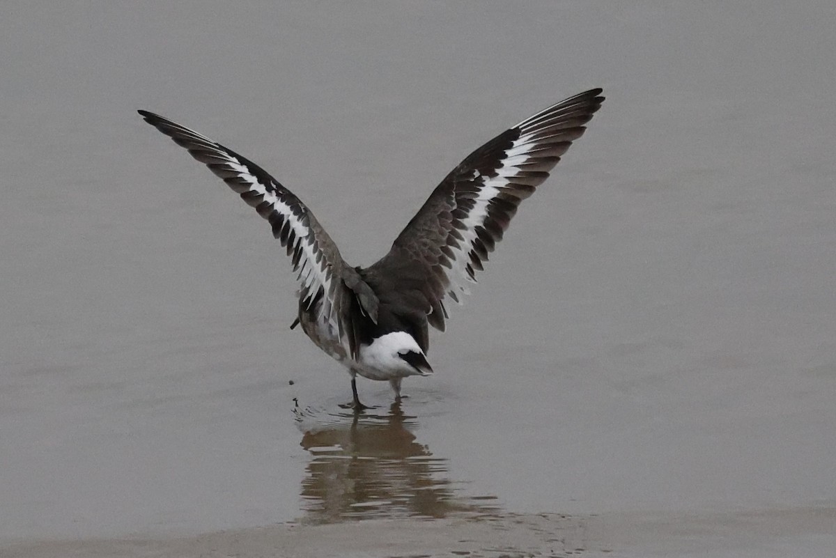 Black-tailed Godwit - ML647691113