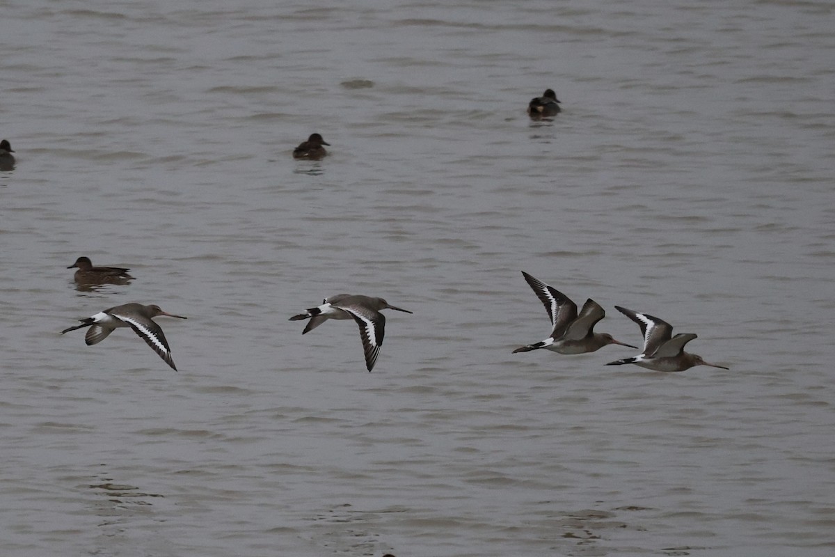 Black-tailed Godwit - ML647691114