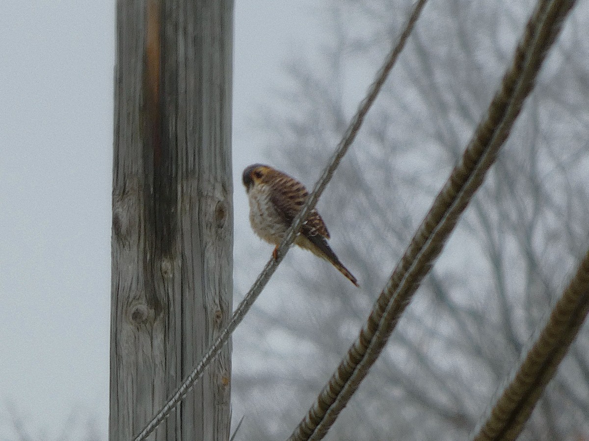 American Kestrel - ML647691115