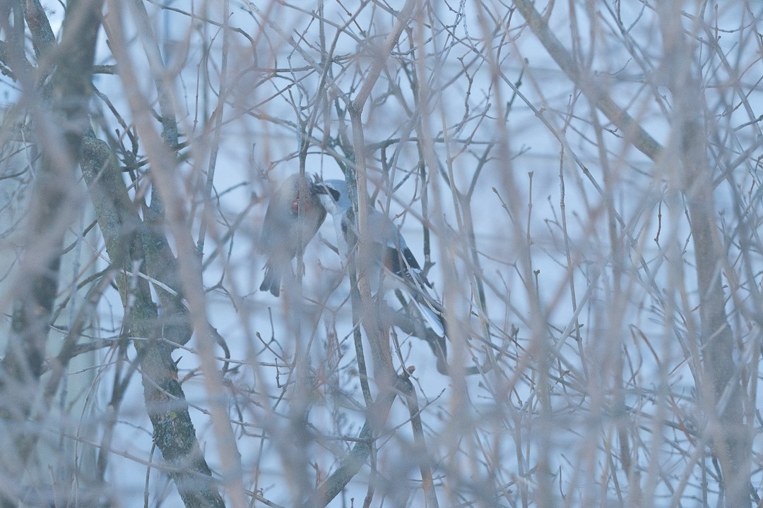 Northern Shrike - ML647691116