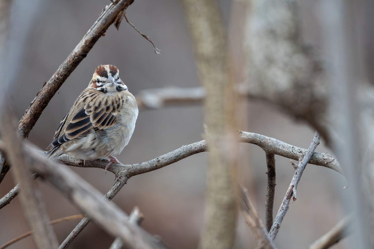 Lark Sparrow - ML647691119