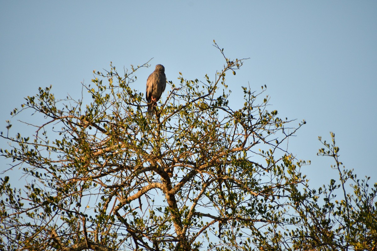 Eastern Chanting-Goshawk - ML647691120