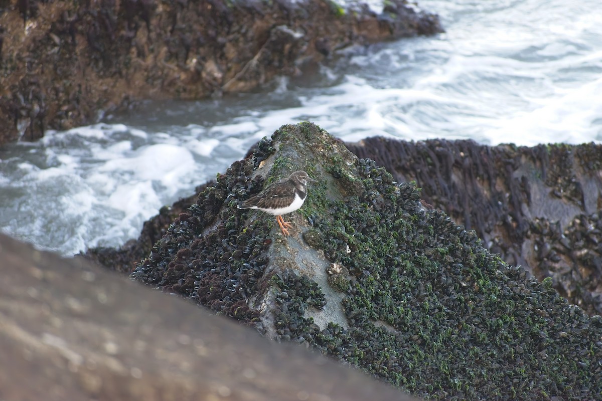 Ruddy Turnstone - ML647691121