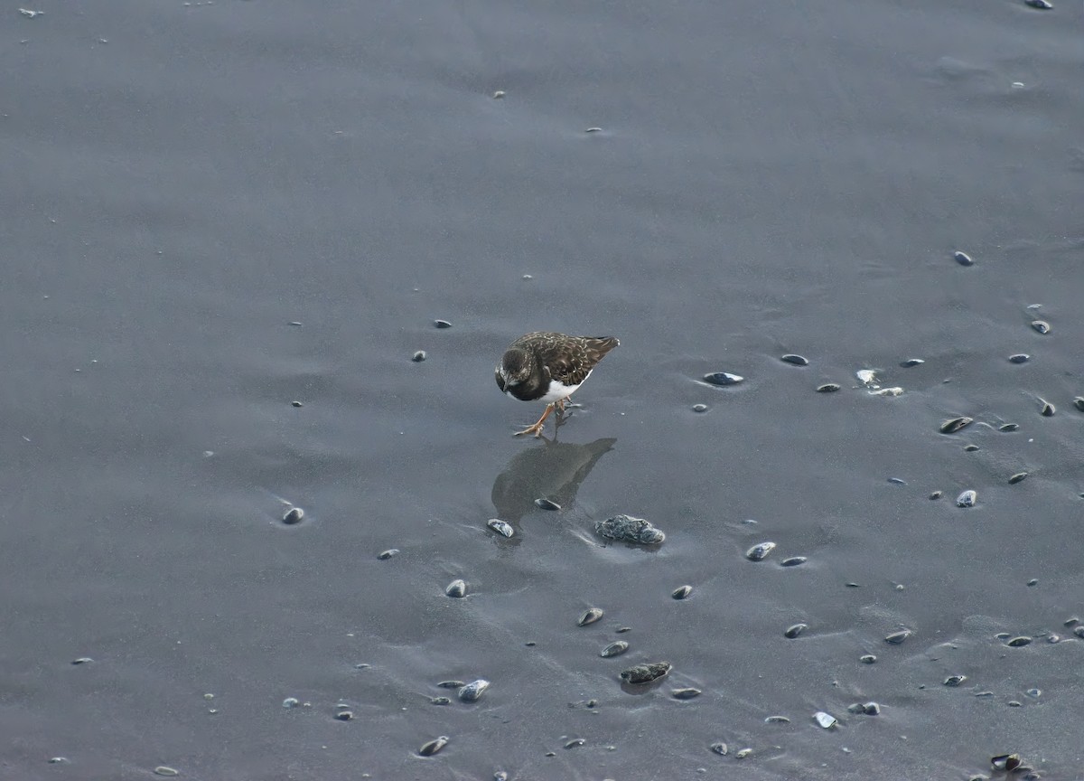 Ruddy Turnstone - ML647691123