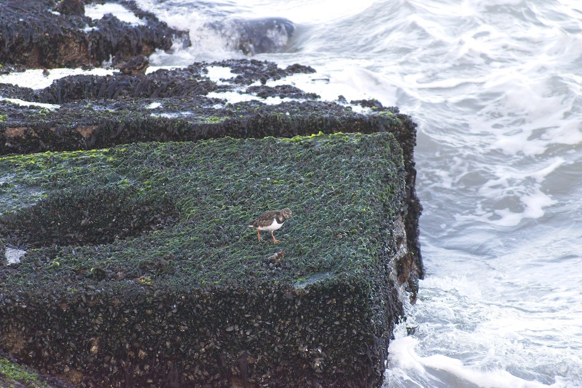 Ruddy Turnstone - ML647691125