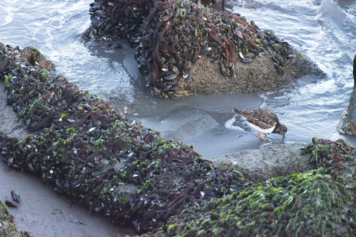 Ruddy Turnstone - ML647691127