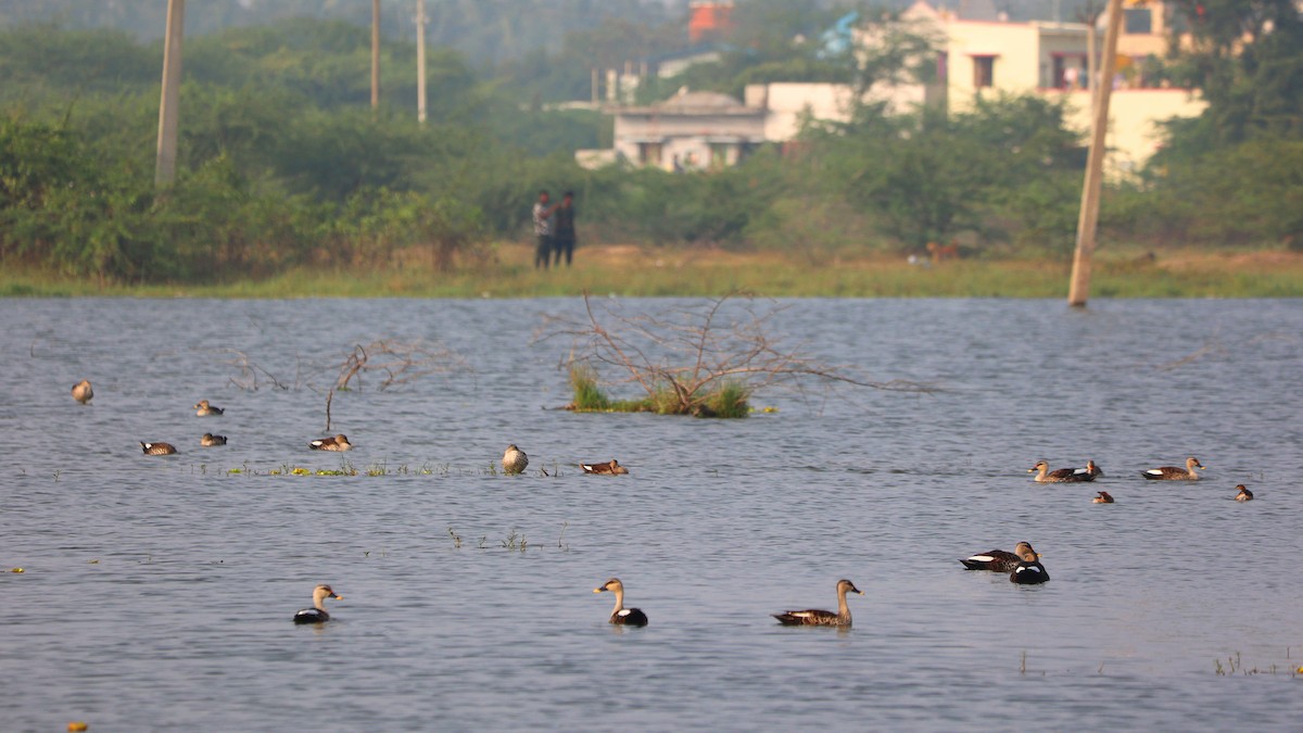 Indian Spot-billed Duck - ML647691128