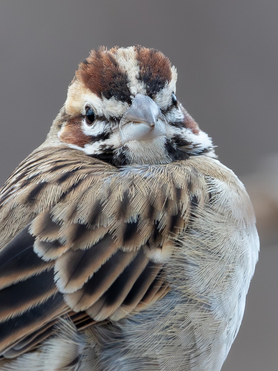Lark Sparrow - ML647691133