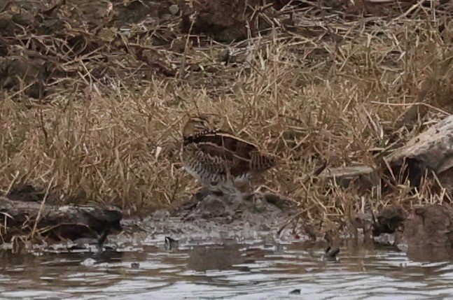 Common Snipe - ML647691134