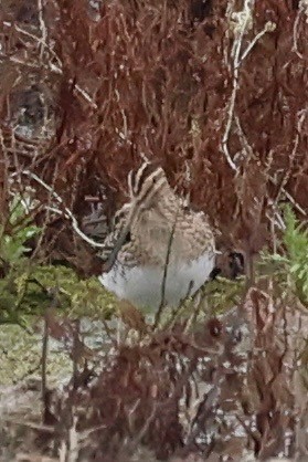Common Snipe - ML647691135