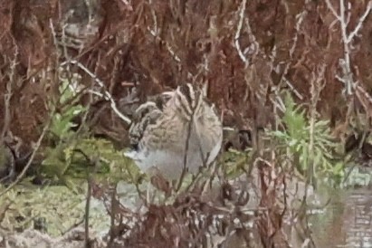 Common Snipe - ML647691136