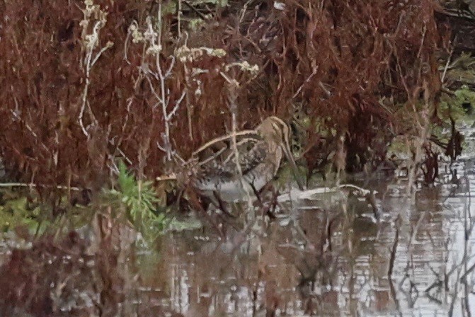 Common Snipe - ML647691137