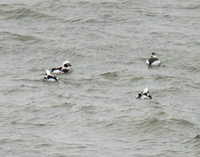 Long-tailed Duck - ML647691138