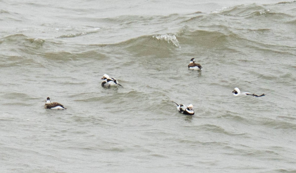 Long-tailed Duck - ML647691139