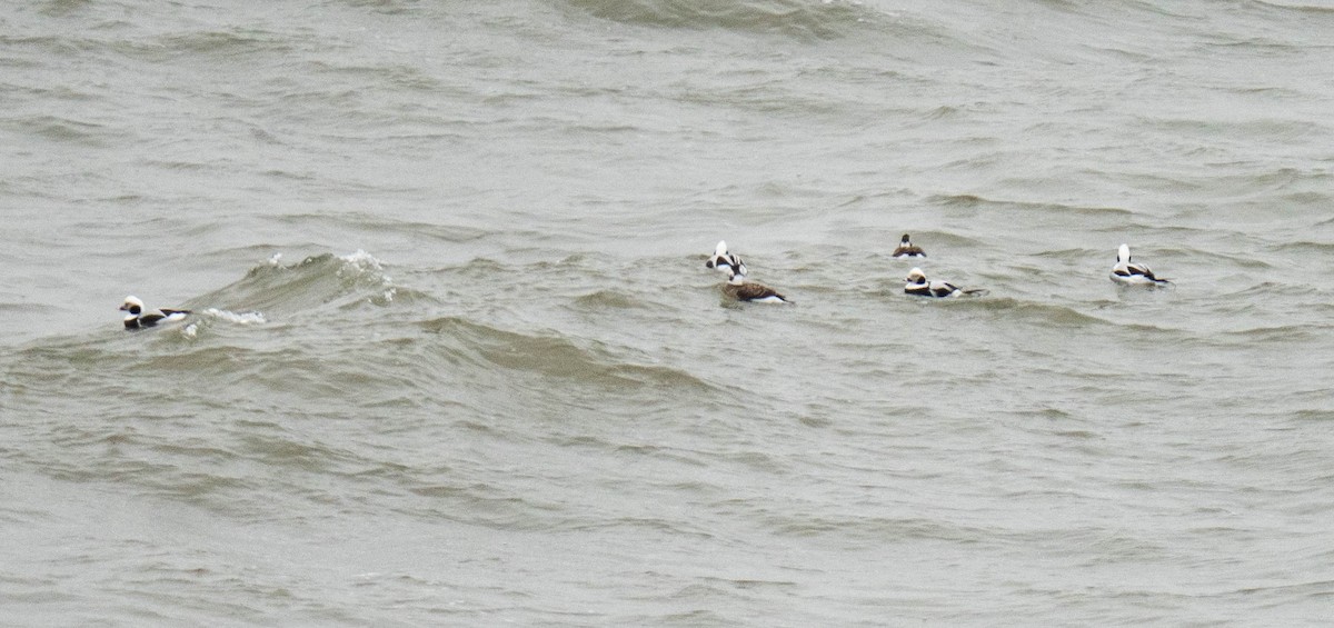Long-tailed Duck - ML647691140
