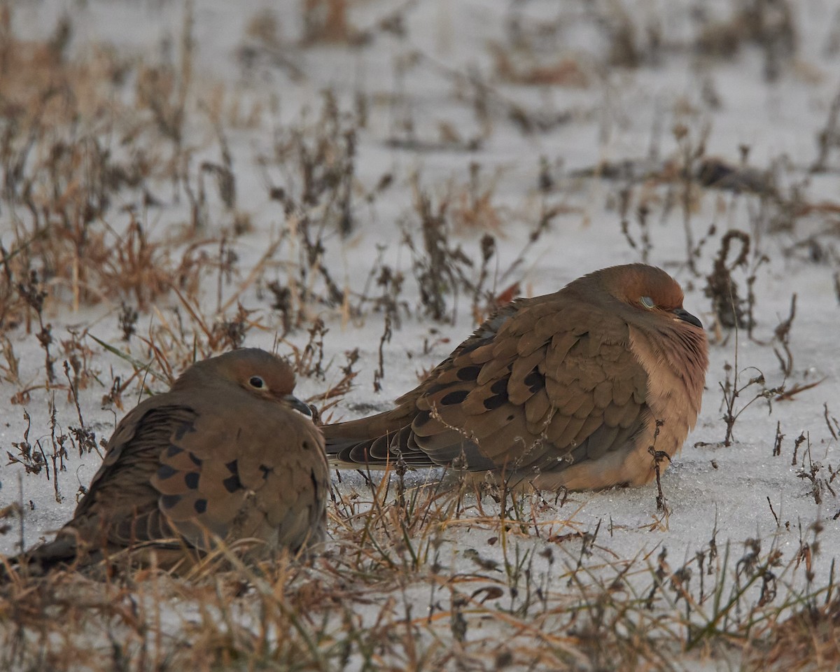 Mourning Dove - ML647691141