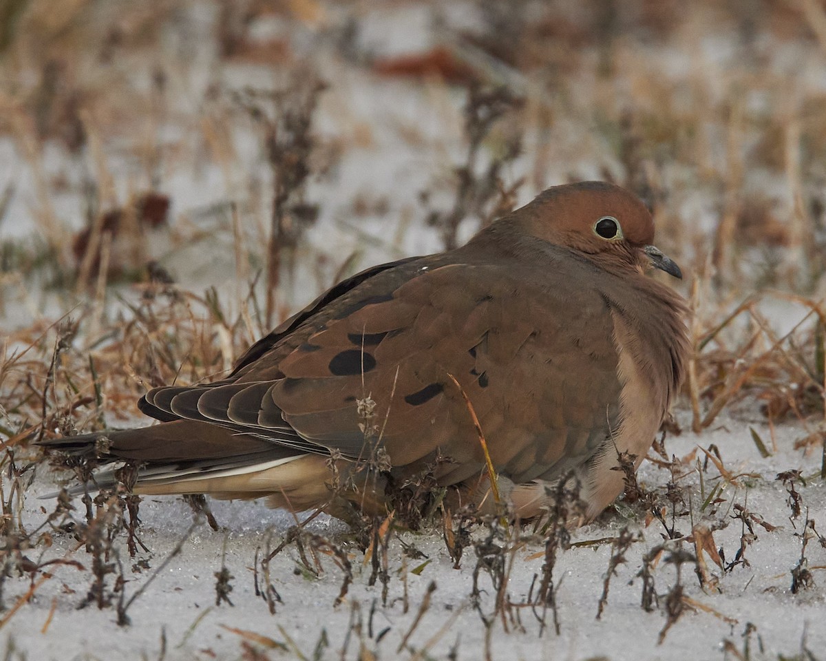 Mourning Dove - ML647691142
