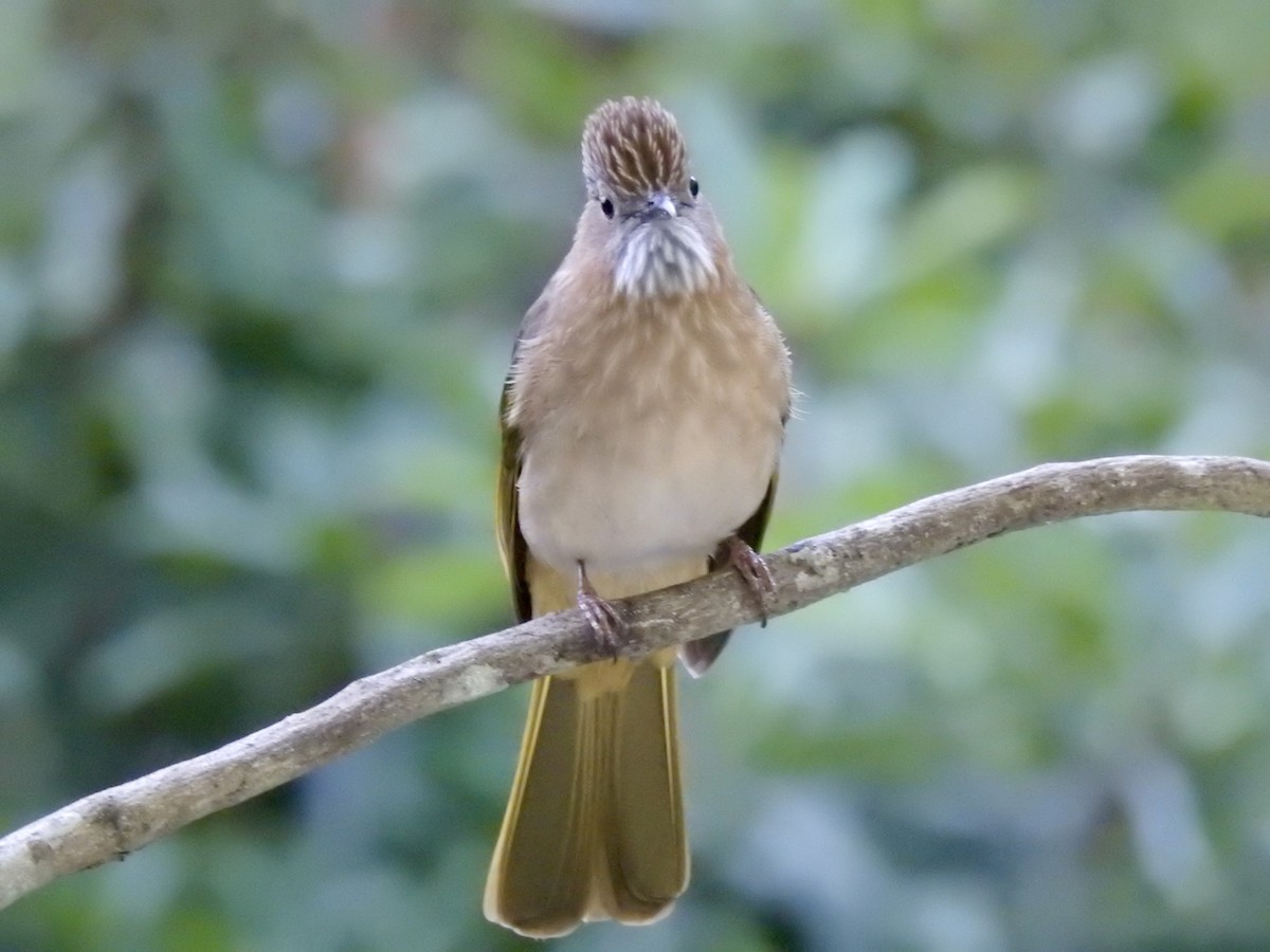 Mountain Bulbul - ML647691143