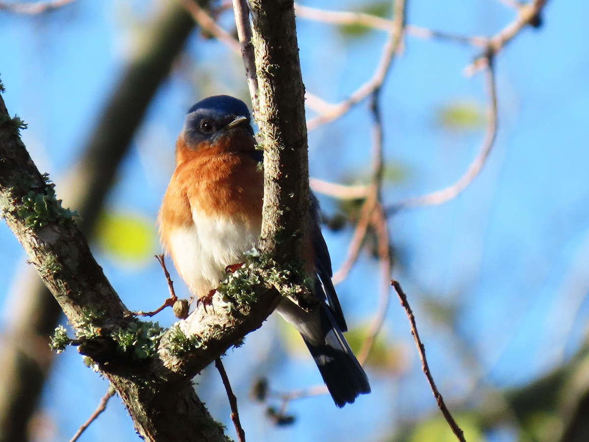 Eastern Bluebird - ML647691144