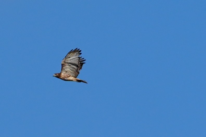 Red-tailed Hawk - ML647691152