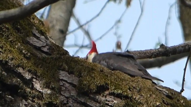 Pileated Woodpecker - ML647691155