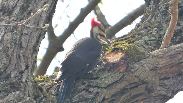 Pileated Woodpecker - ML647691156