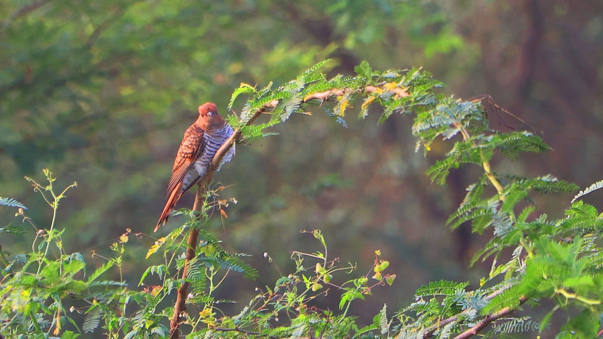 Gray-bellied Cuckoo - ML647691168
