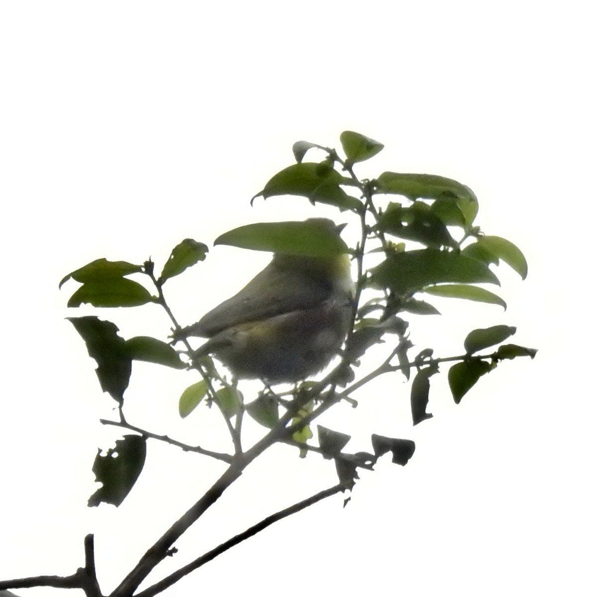 Chestnut-flanked White-eye - ML647691169