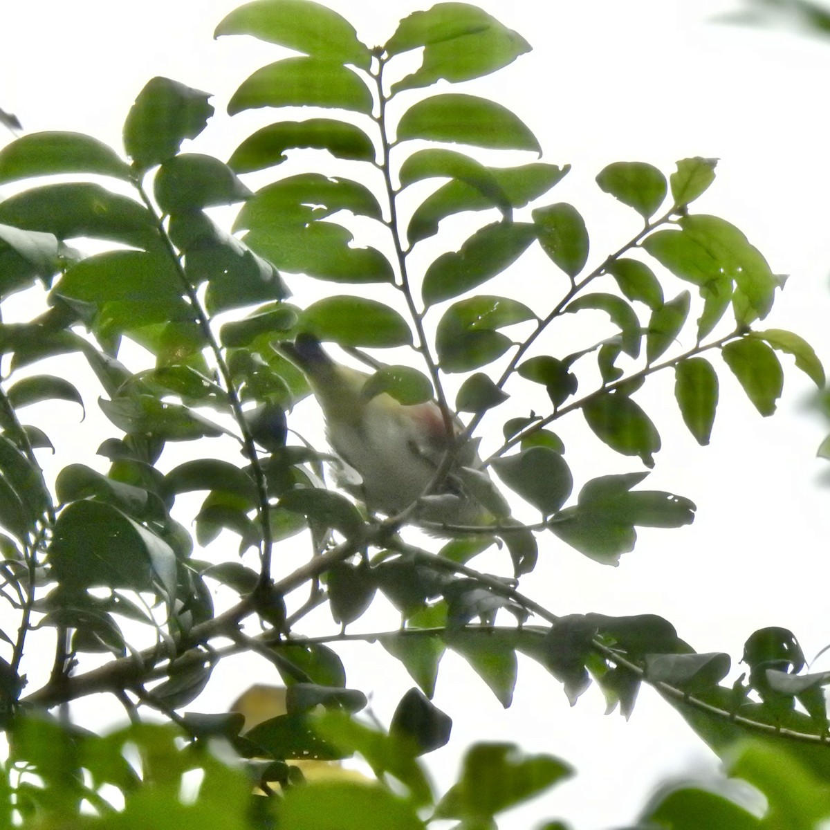 Chestnut-flanked White-eye - ML647691170