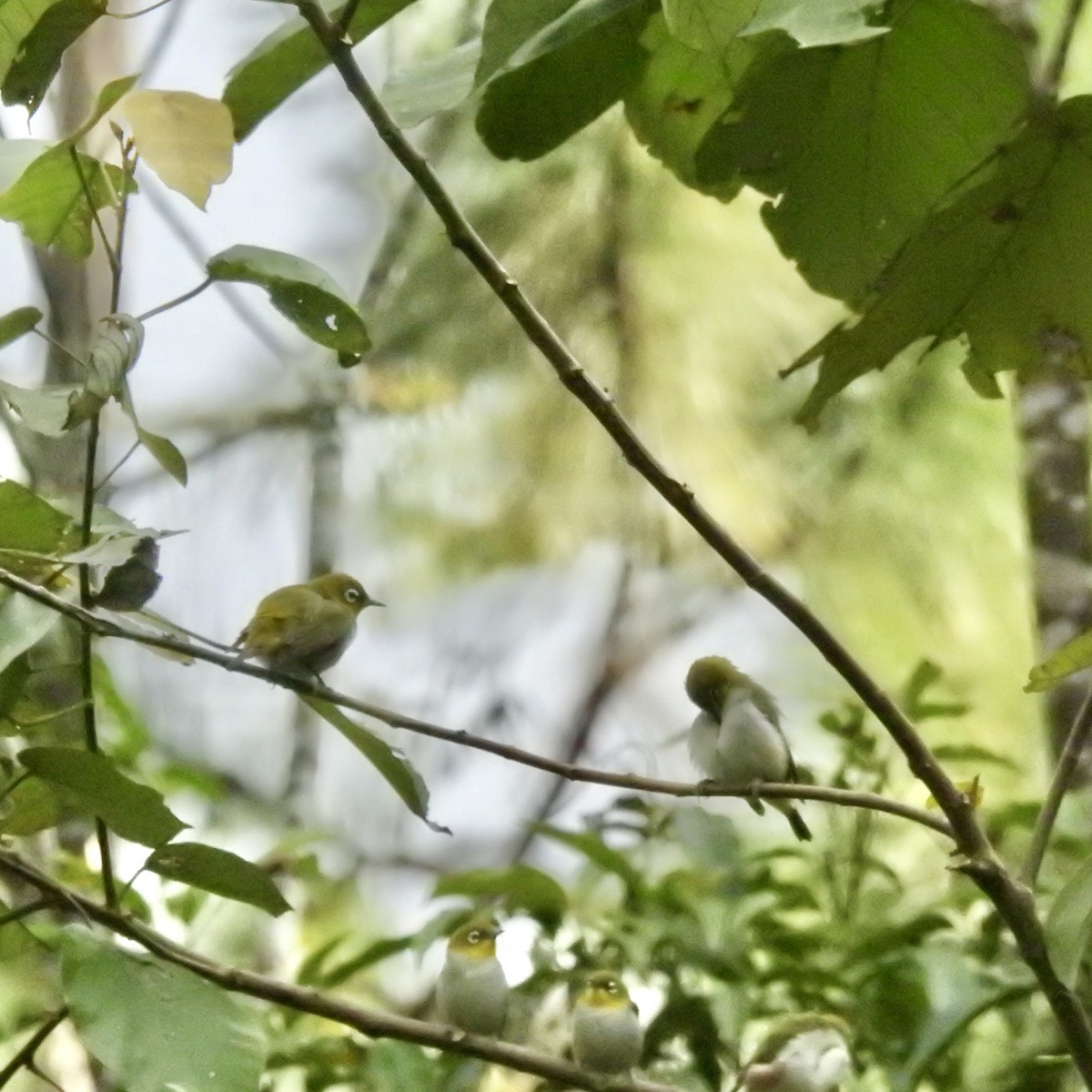 Chestnut-flanked White-eye - ML647691171