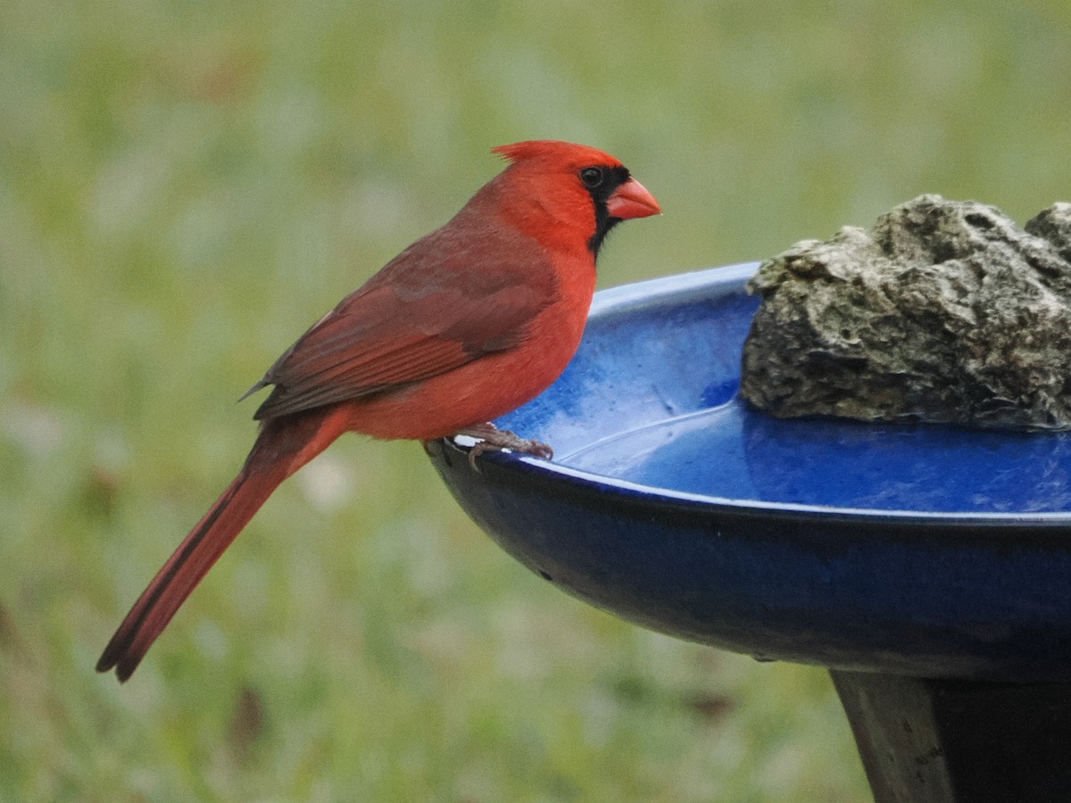 Cardinal rouge - ML647691176
