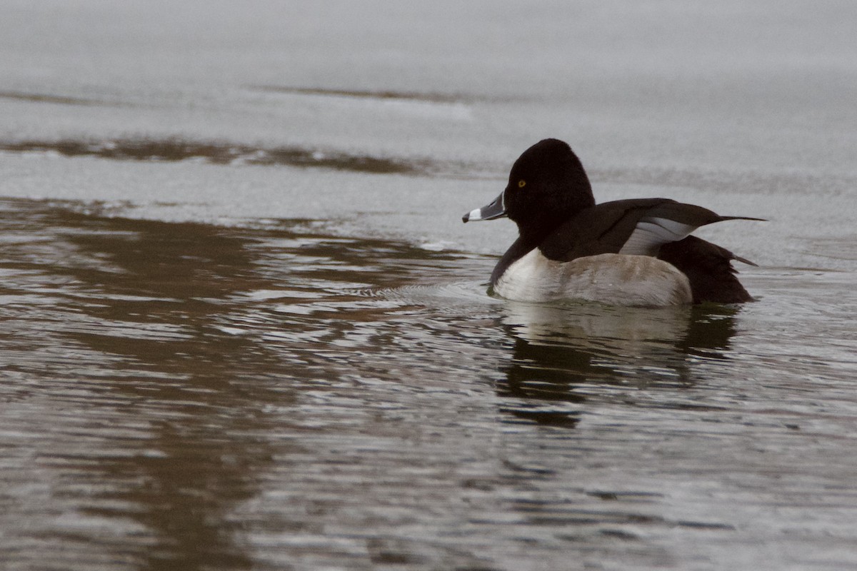 環頸潛鴨 - ML647691177
