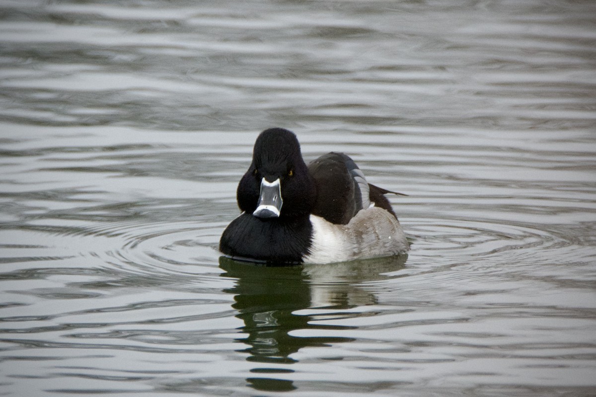環頸潛鴨 - ML647691178