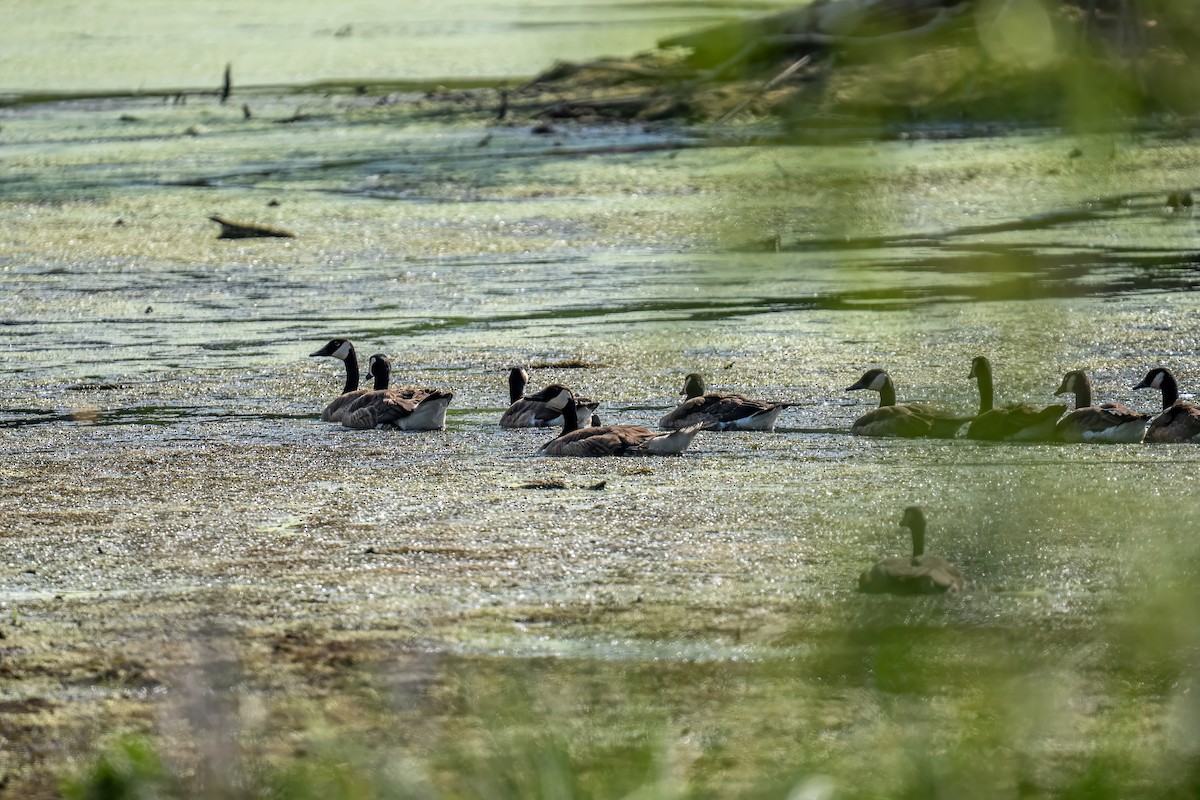Canada Goose - ML647691185