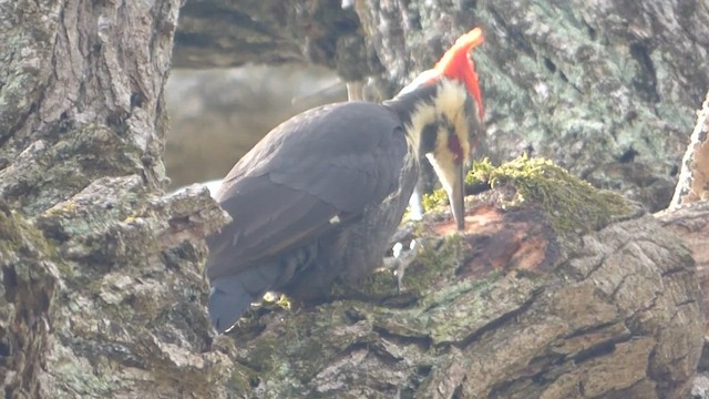 Pileated Woodpecker - ML647691186