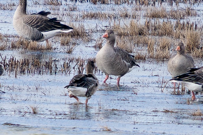 Oie cendrée - ML647691213