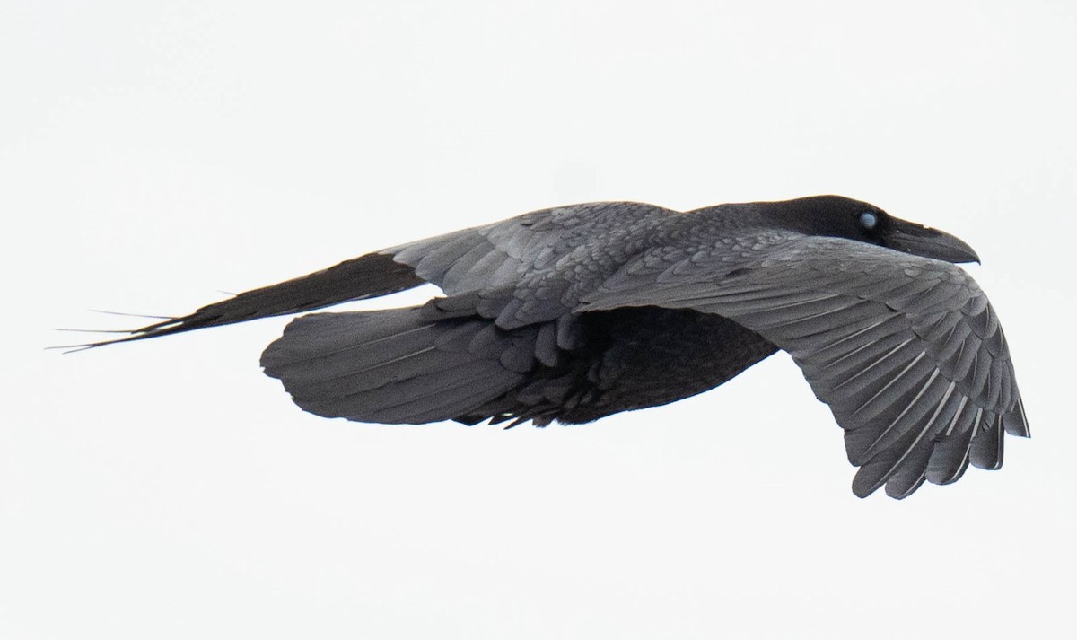 Common Raven - ML647691217