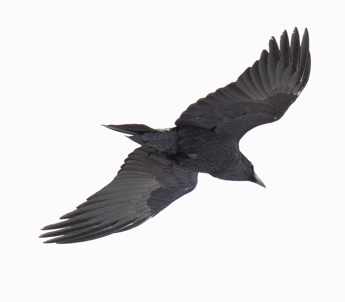 Common Raven - ML647691218