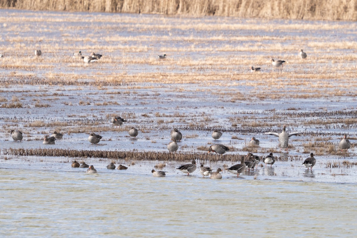 Oie cendrée - ML647691237