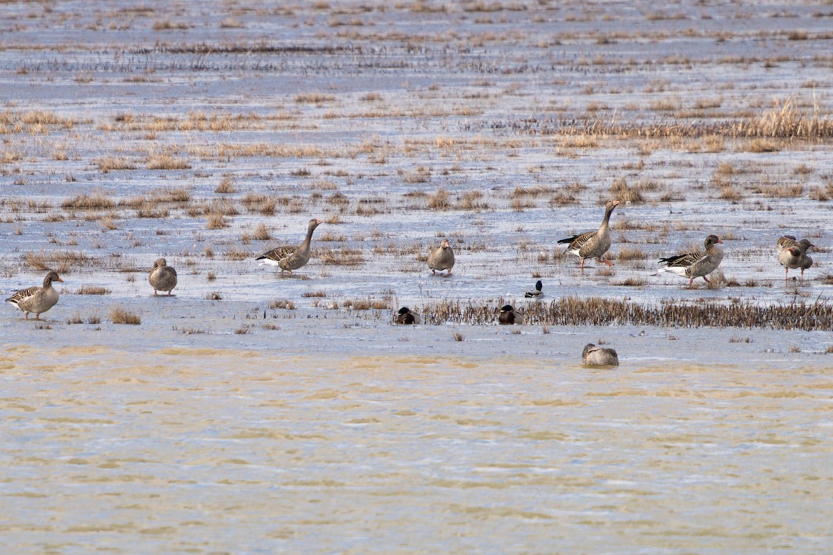 Oie cendrée - ML647691238