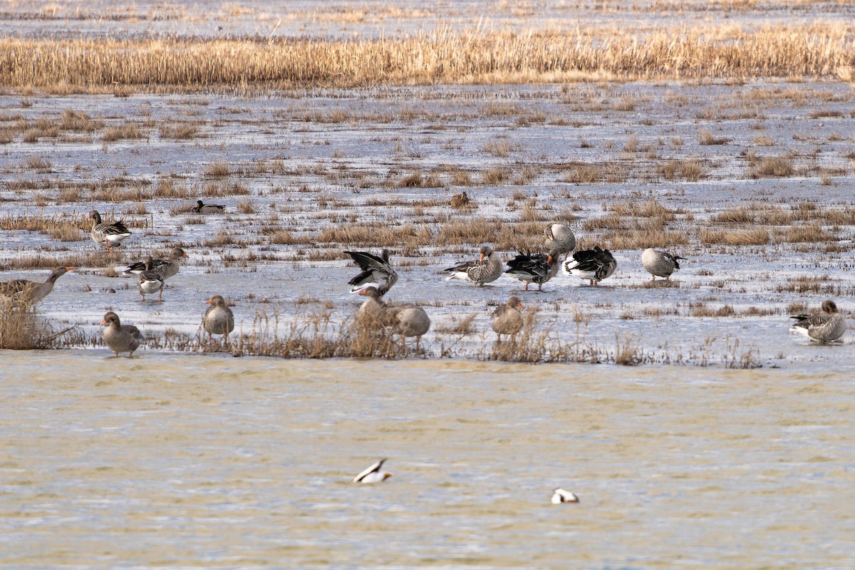 Oie cendrée - ML647691239